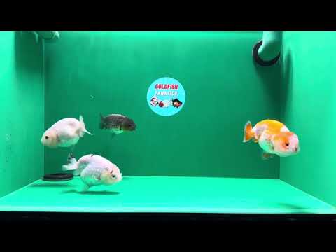 [QUAD] Mix Color Lionchu 3-3.5 inches #032125LC_03