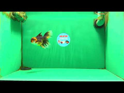 [SINGLE] Tricolor Oranda Female 4.5-5 inches #111425SO_09