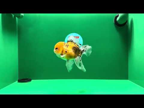 [SINGLE] Stripe King Tiger Oranda Male 4.5 inches #01102025SO_07