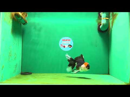 [SINGLE] Tricolor Oranda Female 4.5 inches #080825SO_01