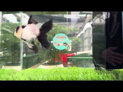 [SINGLE] Panda Oranda Female size 4.5 inches #112224SO_09