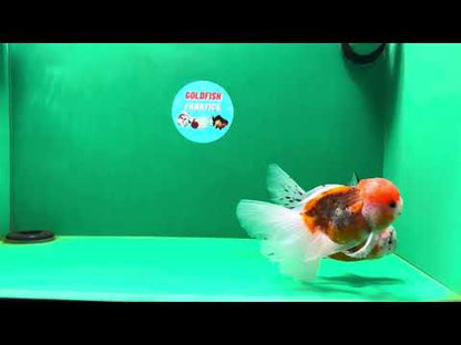 [COUPLE] Pepper Calico Female &amp; Sakura Male Oranda 4.5-5 inches #050225CO_07