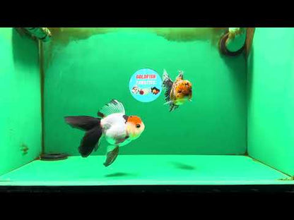 [COUPLE] Tiger Male & Tricolor Female 4-4.5 inches #091925CO_02