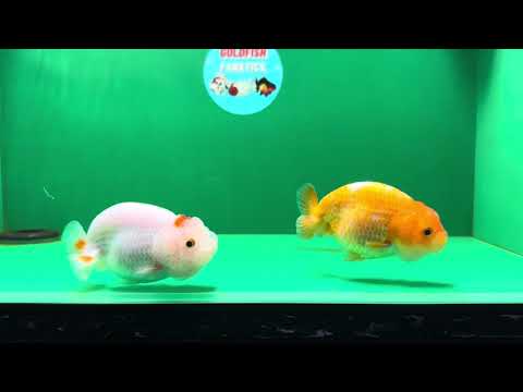 [COUPLE] Red White Male &amp; Orange Female 3-3.5 inches #050225CL_12