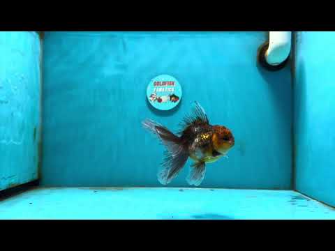 [SINGLE] Calico Kirin Oranda Male 4-4.5 inches #121324SO_09