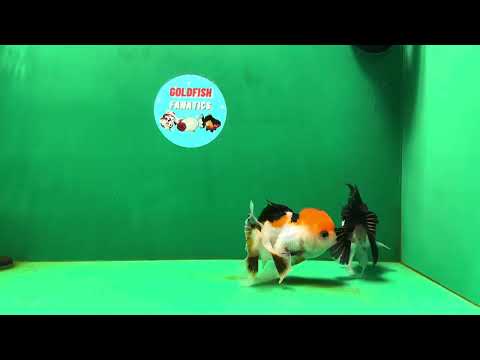 [COUPLE] Tricolor Female &amp; Panda Male Oranda 4 inches #051625CO_07
