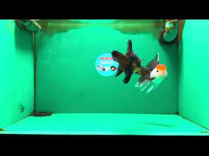 [COUPLE] White Head Male & Red Head Tricolor Female 4-4.5 inches #091925CO_05