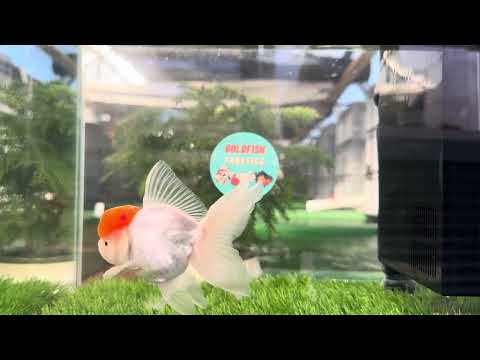 [SINGLE] Red Cap Oranda Male size 4 inches #112224SO_12