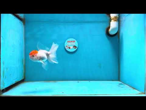 [SINGLE] Red Cap Oranda Male 4-4.5 inches #121324SO_10