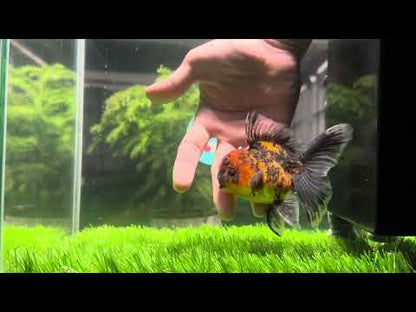 [SINGLE] Tiger Oranda Male size 4.2 inches #112224SO_04