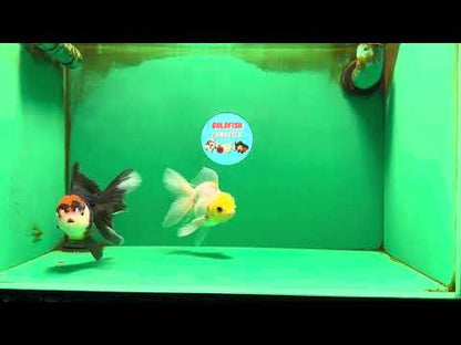 [COUPLE] Lemonhead Male & Tricolor  Female 4.5-5 inches #091925CO_04