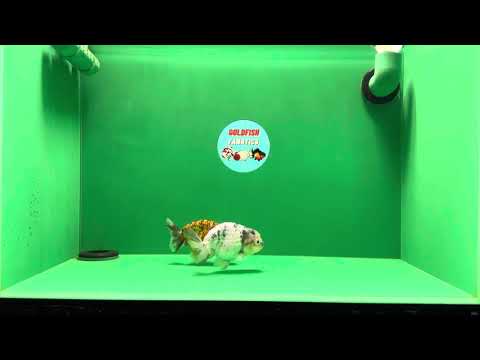 [COUPLE] White And Red Tiger Lionchu 3.5-4 inches #032125LC_01