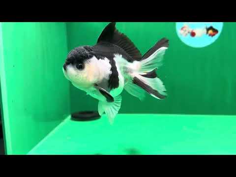 [SINGLE] ORCA Panda Oranda Male 4 inches #122024SR_08