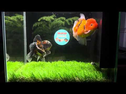 [COUPLE] Sakura &amp; Kirin Oranda size 4-4.5 inches #111524CO_13