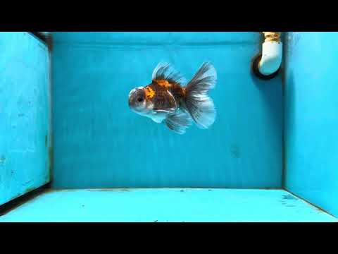 [SINGLE] Calico Kirin Oranda Male 4.5 inches #121324SO_11