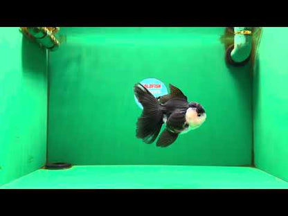 [SINGLE] Panda Oranda Male 4.5 inches #081525SO_06