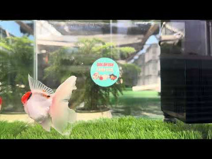 [SINGLE] Red Cap Oranda Male size 4-4.5 inches #112224SO_13