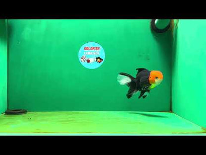 [SINGLE] Tricolor Oranda Male 4.5-5 inches #080825SO_09
