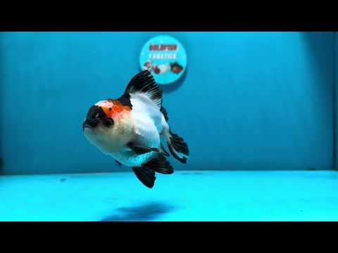 [SINGLE] Tricolor Oranda Male 4 inches #112924SO_10