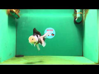 [SINGLE] Panda Oranda Female 4.5 inches #080825SO_04