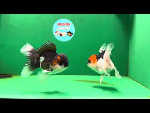 [COUPLE] Tricolor Red Head Female &amp;  Dark Color Male Oranda 4.5 inches #051625CO_06