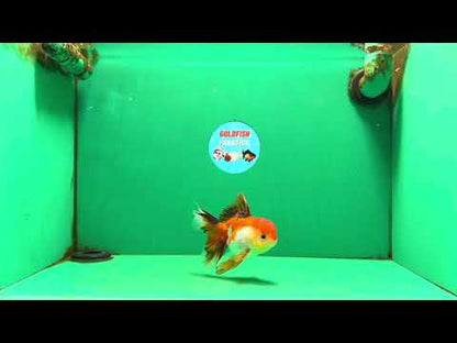 [SINGLE] Tricolor Female 4.5 inches #101725SO_01