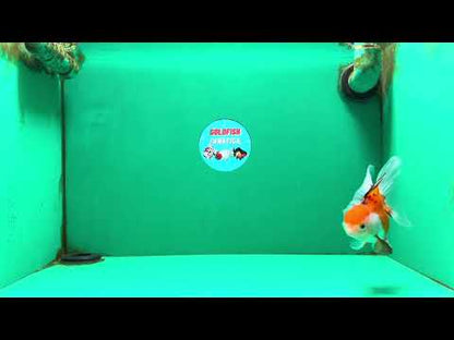 [SINGLE] Tricolor Oranda Male 4-4.5 inches #111425SO_03