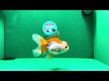 [SINGLE] Orange White Oranda Female 5 inches #081525SO_08