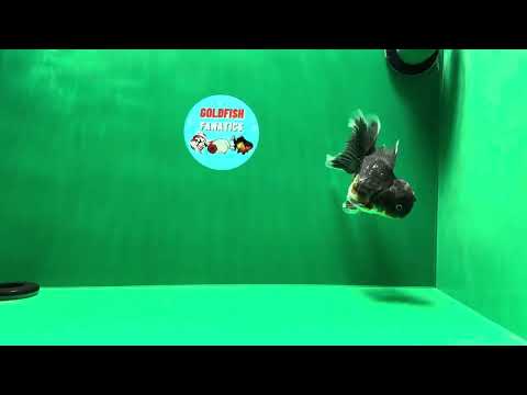 [SINGLE] Kirin Oranda Male 4 inches #010325SO_08