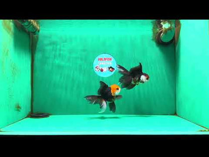 [COUPLE] Tricolor Oranda Male & Female 4-4.5 inches #101025CO_01