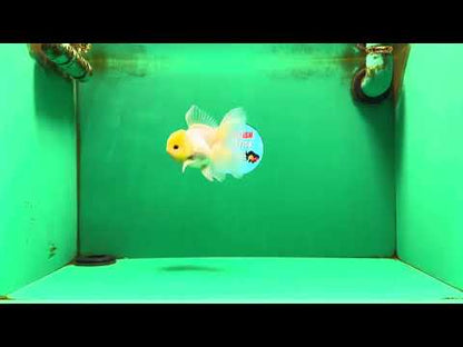 [SINGLE] Lemonhead Oranda Male 4.5 inches #090525SO_07