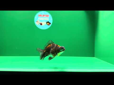 [SINGLE]  Baby Lava Demikin 2.5 inches #122724SD_02