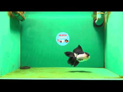 [SINGLE] Panda Oranda Female 4.5 inches #080825SO_05
