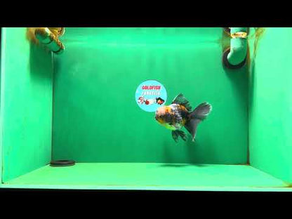 [SINGLE] Calico Kirin Male Oranda 5 inches #080125SO_06
