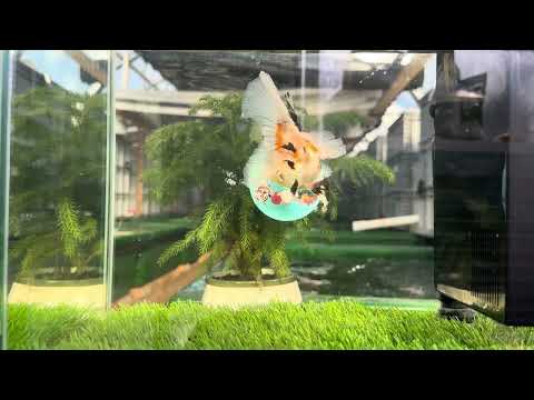 [SINGLE] Tricolor Oranda Female size 4.5 inches #112224SO_19