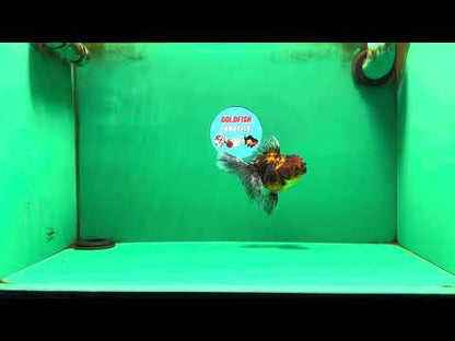 [SINGLE] Tiger Oranda Female 4.5 inches #090525SO_01