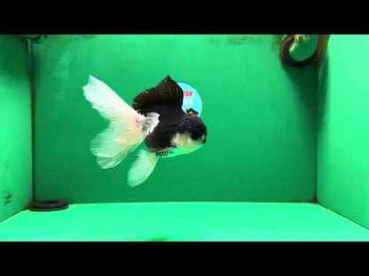 [SINGLE] Panda Oranda Male 5 inches #090525SO_05