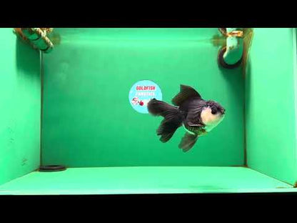 [SINGLE] Panda Oranda Male 4.5-5 inches #082225SO_06