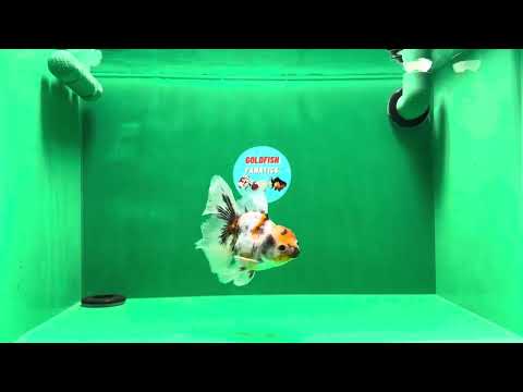[SINGLE] Marble Calico Oranda Male 4.5 inches #010325SO_10