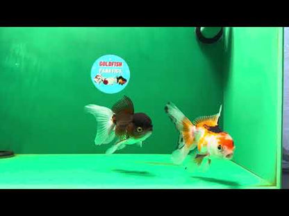 [COUPLE] Tricolor Male &amp; Panda Female Oranda 4-4.5 inches #050225CO_05