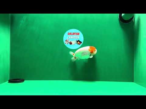 [SINGLE] Fluffy Cheeks Red Head Ranchu Male 4 inches #122724SL_09