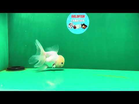 [SINGLE] White Oranda Male 4.5 inches #050225SO_03