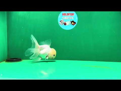 [SINGLE] White Oranda Male 4.5 inches #050225SO_03