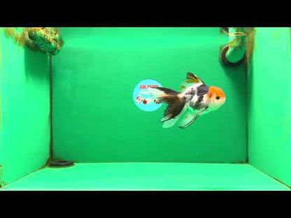 [SINGLE] Tricolor Oranda Male 4-4.5 inches #111425SO_02