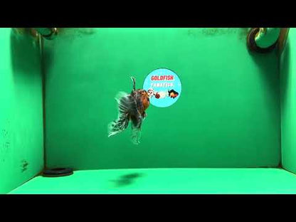 [SINGLE] Tiger Oranda Male 4.5 inches #090525SO_09