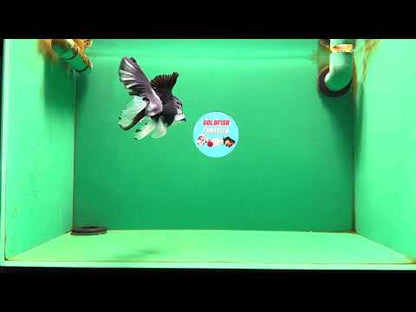 [SINGLE] Panda Button Eyes Oranda Male 4.5 inches #080825SO_06