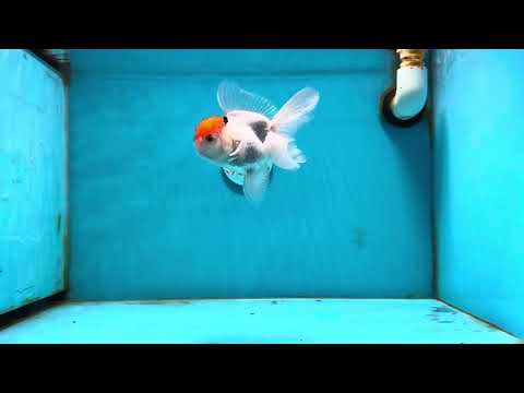 [SINGLE] Red Cap Oranda Male 4-4.5 inches #121324SO_18