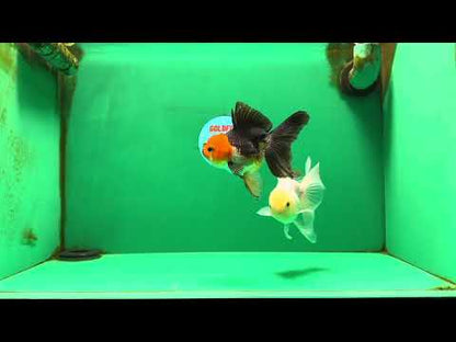 [COUPLE] White Male & Apache Female Oranda 4-4.5 inches #101025CO_04