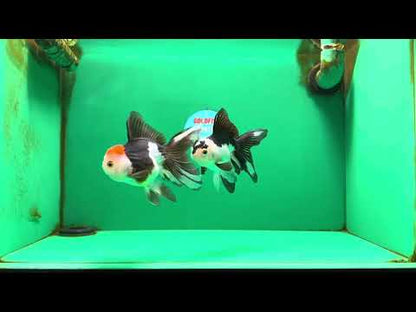 [COUPLE] Tricolor Male & Panda Female Oranda 4.5 inches #101025CO_02