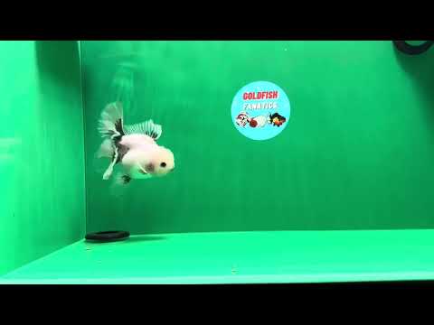 [SINGLE] Matte White Marble Button Eyes Oranda Male 4-4.5 inches #122024SR_06
